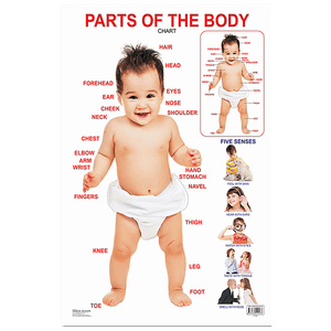 Dreamland Parts Of The Body Chart 1 Pc